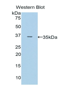 PAPPA / PAPP-A Antibody - Western blot of recombinant PAPPA / PAPP-A.  This image was taken for the unconjugated form of this product. Other forms have not been tested.