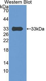 PAPPA / PAPP-A Antibody - Western Blot; Sample: Recombinant protein.
