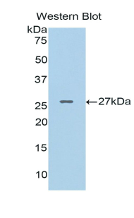 PAPPA / PAPP-A Antibody - Western blot of recombinant PAPPA / PAPP-A.  This image was taken for the unconjugated form of this product. Other forms have not been tested.