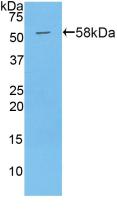 PAPPA / PAPP-A Antibody - Western Blot; Sample: Recombinant PAPPA, Mouse.