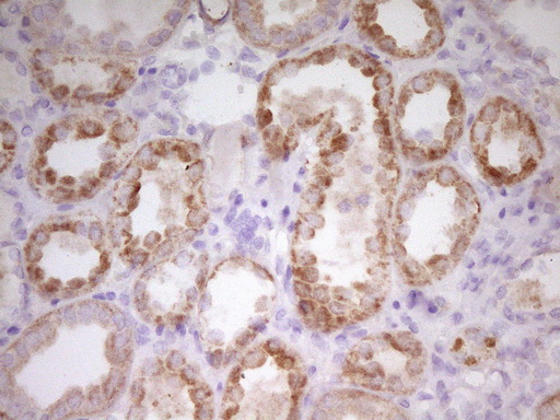 PAPSS2 Antibody - IHC of paraffin-embedded Human Kidney tissue using anti-PAPSS2 mouse monoclonal antibody. (Heat-induced epitope retrieval by 1 mM EDTA in 10mM Tris, pH8.5, 120°C for 3min).