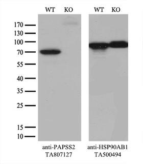 PAPSS2 Antibody - Equivalent amounts of cell lysates  and PAPSS2-Knockout HeLa cells  were separated by SDS-PAGE and immunoblotted with anti-PAPSS2 monoclonal antibody. Then the blotted membrane was stripped and reprobed with anti-HSP90 antibody as a loading control.