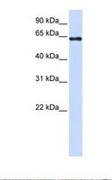 PAPSS2 Antibody - 293T cell lysate. Antibody concentration: 1.0 ug/ml. Gel concentration: 12%.  This image was taken for the unconjugated form of this product. Other forms have not been tested.