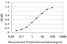 PAPSS2 Antibody - Detection limit for recombinant GST tagged PAPSS2 is approximately 0.03 ng/ml as a capture antibody.