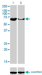 PAPSS2 Antibody - Western blot of PAPSS2 over-expressed 293 cell line, cotransfected with PAPSS2 Validated Chimera RNAi (Lane 2) or non-transfected control (Lane 1). Blot probed with PAPSS2 monoclonal antibody (M07), clone 2A8. GAPDH ( 36.1 kD ) used as specific.