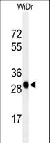PAQR3 Antibody - Western blot of PAQR3 Antibody in WiDr cell line lysates (35 ug/lane). PAQR3 (arrow) was detected using the purified antibody.