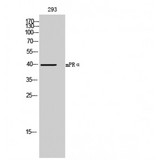 PAQR7 / mSR Antibody - Western blot of mPR alpha antibody