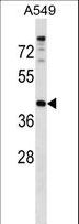 PAQR7 / mSR Antibody - PAQR7 Antibody western blot of A549 cell line lysates (35 ug/lane). The PAQR7 antibody detected the PAQR7 protein (arrow).