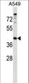 PAQR7 / mSR Antibody - PAQR7 Antibody western blot of A549 cell line lysates (35 ug/lane). The PAQR7 antibody detected the PAQR7 protein (arrow).
