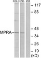 PAQR7 / mSR Antibody - Western blot analysis of lysates from 293 and COLO cells, using MPRA Antibody. The lane on the right is blocked with the synthesized peptide.