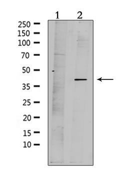 PAQR7 / mSR Antibody - Western blot analysis of extracts of mouse brain tissue using MPRA antibody. Lane 1 was treated with the antigen-specific peptide.