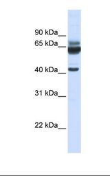 PAR6B / PARD6B Antibody - 721_B cell lysate. Antibody concentration: 1.0 ug/ml. Gel concentration: 12%.  This image was taken for the unconjugated form of this product. Other forms have not been tested.
