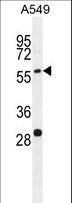 Paralemmin 3 / PALM3 Antibody - PALM3 Antibody western blot of A549 cell line lysates (35 ug/lane). The PALM3 antibody detected the PALM3 protein (arrow).