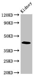 Paralemmin / PALM Antibody - Western Blot Positive WB detected in:Mouse kidney tissue All Lanes:PALM antibody at 2.7µg/ml Secondary Goat polyclonal to rabbit IgG at 1/50000 dilution Predicted band size: 43,38 KDa Observed band size: 43 KDa