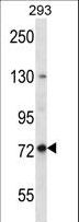 Paraplegin / SPG7 Antibody - SPG7 Antibody western blot of 293 cell line lysates (35 ug/lane). The SPG7 antibody detected the SPG7 protein (arrow).