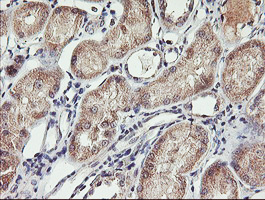 Paraplegin / SPG7 Antibody - IHC of paraffin-embedded Human Kidney tissue using anti-SPG7 mouse monoclonal antibody. (Heat-induced epitope retrieval by 10mM citric buffer, pH6.0, 100C for 10min).