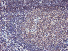 Paraplegin / SPG7 Antibody - IHC of paraffin-embedded Human tonsil using anti-SPG7 mouse monoclonal antibody. (Heat-induced epitope retrieval by 10mM citric buffer, pH6.0, 100C for 10min).