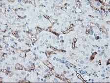 Paraplegin / SPG7 Antibody - IHC of paraffin-embedded Human liver tissue using anti-SPG7 mouse monoclonal antibody. (Heat-induced epitope retrieval by 10mM citric buffer, pH6.0, 120°C for 3min).
