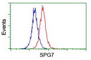 Paraplegin / SPG7 Antibody - Flow cytometry of Jurkat cells, using anti-SPG7 antibody (Red), compared to a nonspecific negative control antibody (Blue).