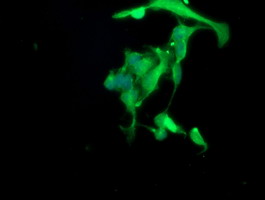Paraplegin / SPG7 Antibody - Immunofluorescent staining of HeLa cells using anti-SPG7 mouse monoclonal antibody.