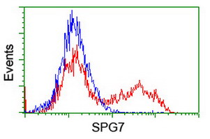 Paraplegin / SPG7 Antibody - HEK293T cells transfected with either overexpress plasmid (Red) or empty vector control plasmid (Blue) were immunostained by anti-SPG7 antibody, and then analyzed by flow cytometry.