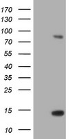 Paraplegin / SPG7 Antibody - HEK293T cells were transfected with the pCMV6-ENTRY control (Left lane) or pCMV6-ENTRY SPG7 (Right lane) cDNA for 48 hrs and lysed. Equivalent amounts of cell lysates (5 ug per lane) were separated by SDS-PAGE and immunoblotted with anti-SPG7.