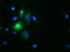 Paraplegin / SPG7 Antibody - Anti-SPG7 mouse monoclonal antibody immunofluorescent staining of COS7 cells transiently transfected by pCMV6-ENTRY SPG7.