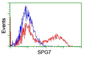 Paraplegin / SPG7 Antibody - HEK293T cells transfected with either overexpress plasmid (Red) or empty vector control plasmid (Blue) were immunostained by anti-SPG7 antibody, and then analyzed by flow cytometry.