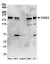 PARD3 Antibody - Detection of human and mouse PARD3 by western blot. Samples: Whole cell lysate (50 µg) from HeLa, HEK293T, Jurkat, mouse TCMK-1, and mouse NIH 3T3 cells prepared using NETN lysis buffer. Antibodies: Affinity purified rabbit anti-PARD3 antibody used for WB at 0.1 µg/ml. Detection: Chemiluminescence with an exposure time of 3 minutes.