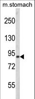 PARD3 Antibody - Western blot of PARD3 Antibody in mouse stomach tissue lysates (35 ug/lane). PARD3 (arrow) was detected using the purified antibody.
