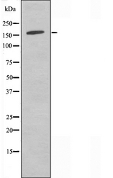 PARD3 Antibody - Western blot analysis of extracts of COLO205 cells using PARD3 antibody.