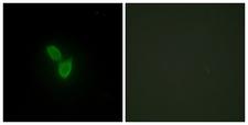 PARD3 Antibody - Peptide - + Immunofluorescence analysis of HepG2 cells, using PARD3 antibody.