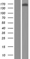 PARD3 Protein - Western validation with an anti-DDK antibody * L: Control HEK293 lysate R: Over-expression lysate