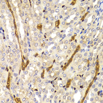 PARD6A / PAR6 Antibody - Immunohistochemistry of paraffin-embedded rat kidney tissue.
