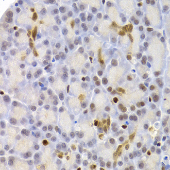 PARD6A / PAR6 Antibody - Immunohistochemistry of paraffin-embedded rat pancreas.