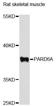 PARD6A / PAR6 Antibody - Western blot analysis of extracts of rat skeletal muscle, using PARD6A antibody at 1:3000 dilution. The secondary antibody used was an HRP Goat Anti-Rabbit IgG (H+L) at 1:10000 dilution. Lysates were loaded 25ug per lane and 3% nonfat dry milk in TBST was used for blocking. An ECL Kit was used for detection and the exposure time was 15s.