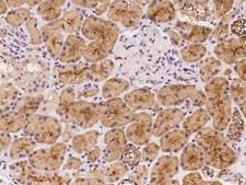PARD6A / PAR6 Antibody - Immunochemical staining of human PARD6A in human kidney with rabbit polyclonal antibody at 1:100 dilution, formalin-fixed paraffin embedded sections.