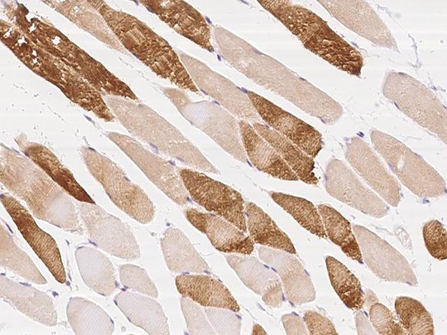 PARD6A / PAR6 Antibody - Immunochemical staining of human PARD6A in human skeletal muscle with rabbit polyclonal antibody at 1:100 dilution, formalin-fixed paraffin embedded sections.