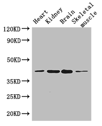 PARD6G Antibody - Positive WB detected in:Mouse heart tissue,Mouse kidney tissue,Mouse brain tissue,Mouse skeletal muscle tissue;All lanes: PARD6G antibody at 3.4ug/ml;Secondary;Goat polyclonal to rabbit IgG at 1/50000 dilution;Predicted band size: 41,13 kDa;Observed band size: 41 kDa;