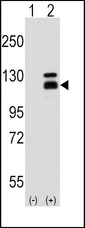PARG Antibody - Western blot of Parg Antibody in 293 cell line lysates (35 ug/lane). Parg (arrow) was detected using the purified antibody.