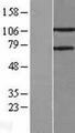 PARG Protein - Western validation with an anti-DDK antibody * L: Control HEK293 lysate R: Over-expression lysate