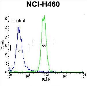 PARK2 / Parkin 2 Antibody - Parkin Antibody flow cytometry of NCI-H460 cells (right histogram) compared to a negative control cell (left histogram). FITC-conjugated goat-anti-rabbit secondary antibodies were used for the analysis.