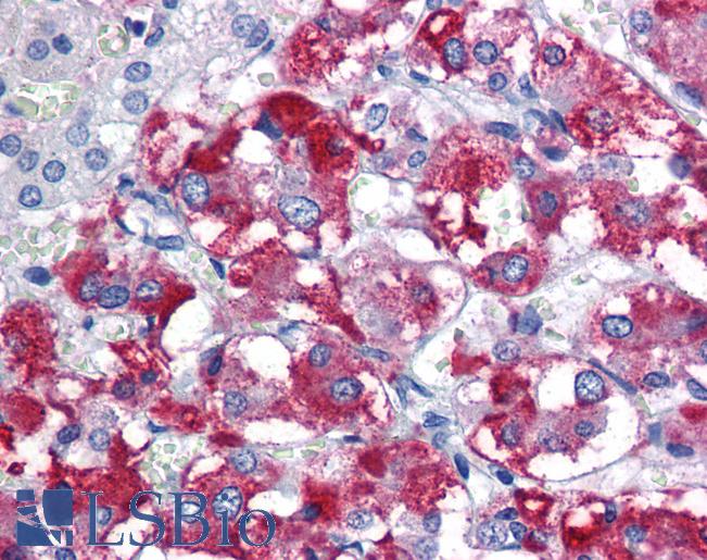 PARK2 / Parkin 2 Antibody - Anti-PARK2 antibody IHC of human adrenal. Immunohistochemistry of formalin-fixed, paraffin-embedded tissue after heat-induced antigen retrieval. Antibody concentration 5 ug/ml.  This image was taken for the unconjugated form of this product. Other forms have not been tested.