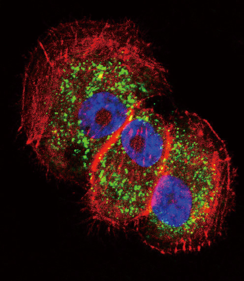 PARK2 / Parkin 2 Antibody - Confocal immunofluorescence of Parkin Antibody with NCI-H460 cell followed by Alexa Fluor 488-conjugated goat anti-rabbit lgG (green). Actin filaments have been labeled with Alexa Fluor 555 phalloidin (red). DAPI was used to stain the cell nuclear (blue).