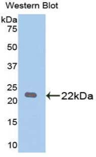PARK7 / DJ-1 Antibody - Western blot of recombinant PARK7 / DJ-1.  This image was taken for the unconjugated form of this product. Other forms have not been tested.