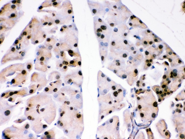 PARK7 / DJ-1 Antibody - PARK7 antibody IHC-paraffin: Mouse Pancreas Tissue.