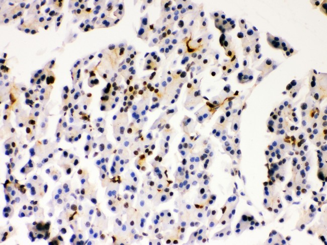PARK7 / DJ-1 Antibody - PARK7 antibody IHC-paraffin: Rat Pancreas Tissue.