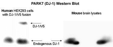 PARK7 / DJ-1 Antibody