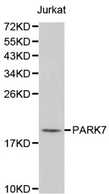 PARK7 / DJ-1 Antibody - Western blot of PARK7 pAb in extracts from Jurkat cells.