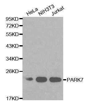 PARK7 / DJ-1 Antibody - Western blot analysis of extracts of various cell lines, using PARK7 antibody at 1:1000 dilution. The secondary antibody used was an HRP Goat Anti-Rabbit IgG (H+L) at 1:10000 dilution. Lysates were loaded 25ug per lane and 3% nonfat dry milk in TBST was used for blocking.